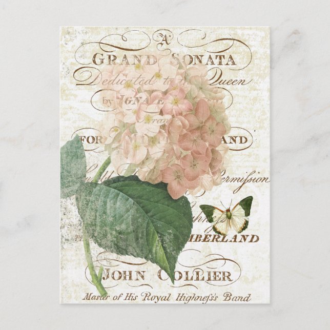 Vintage French Botanical hydrangea postcard (Front)