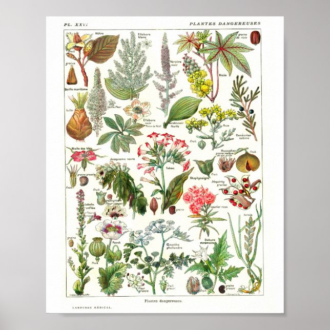 Vintage French Botanical Poster (Front)