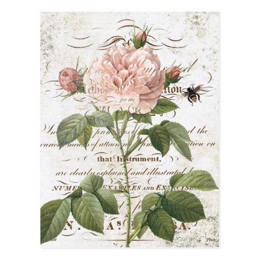 Vintage French Botanical rose postcard