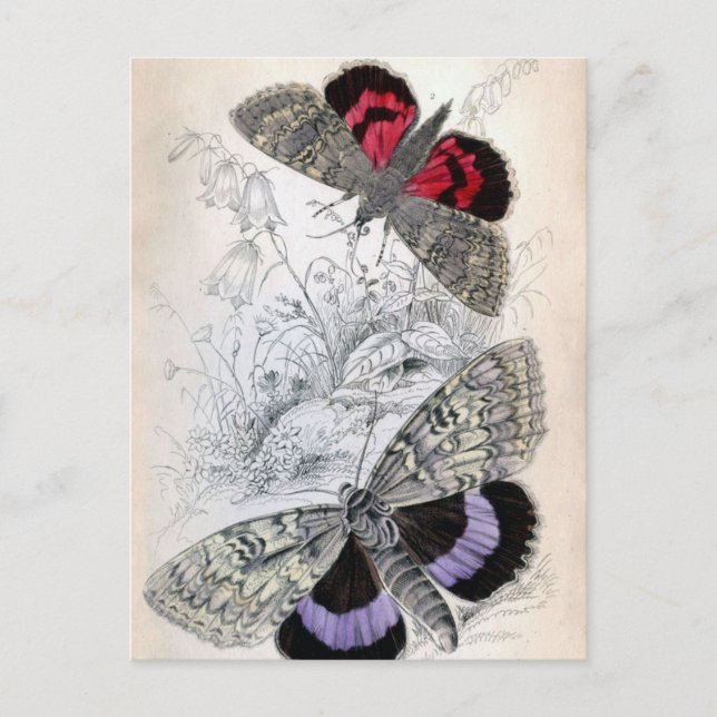 Vintage French butterfly illustration - Post Card (Front)