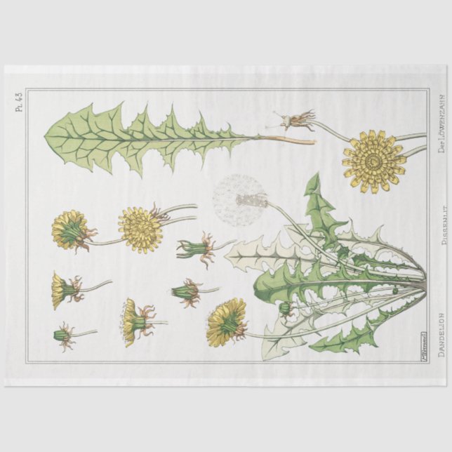vintage french dandelion print tissue paper (Front)