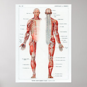 Vintage French Human Anatomy Chart