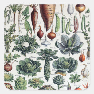 Vintage French Legumes et Plantes Potageres Square Sticker