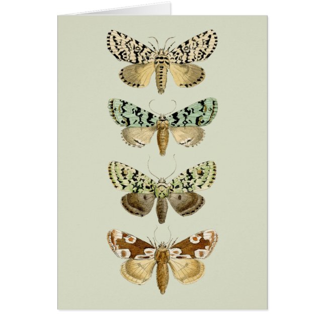 Vintage French Moths (Front)