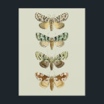 Vintage French Moths Postcard<br><div class="desc">Created with elements from a vintage French illustration of moths from the mid 1800’s.</div>