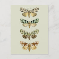 Vintage French Moths