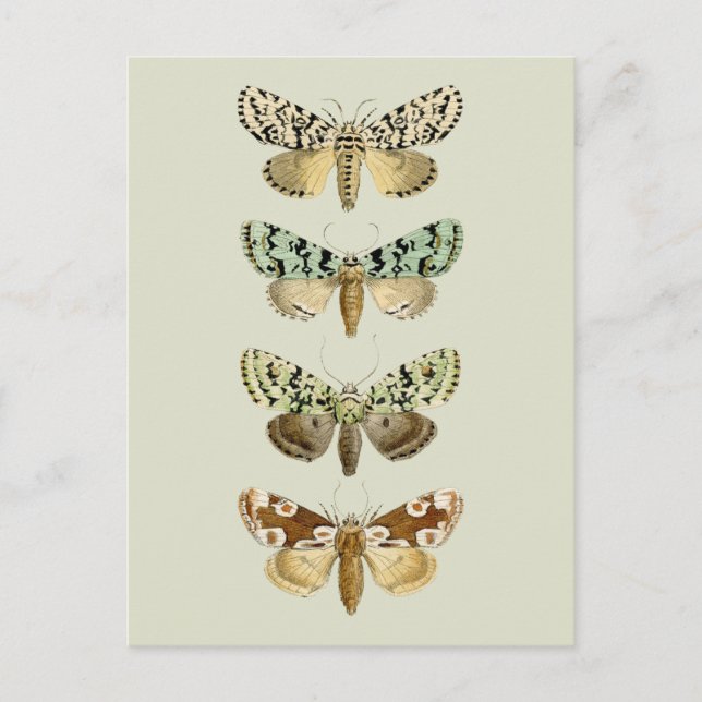 Vintage French Moths Postcard (Front)