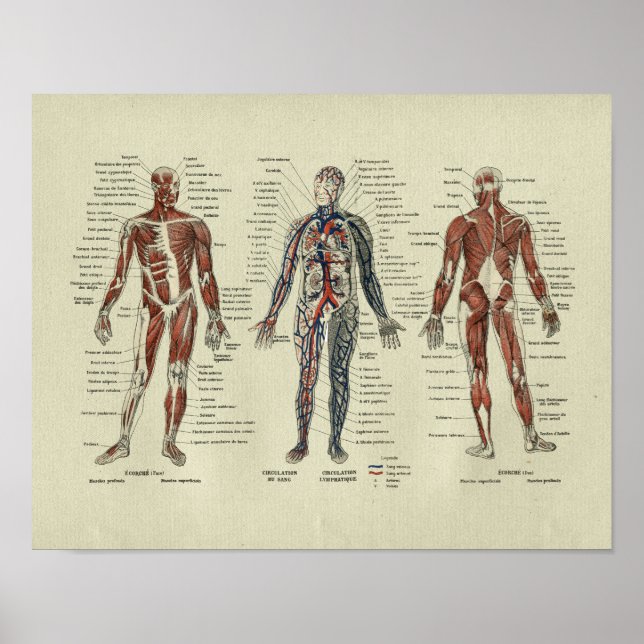 Vintage French Muscle Anatomy Print (Front)
