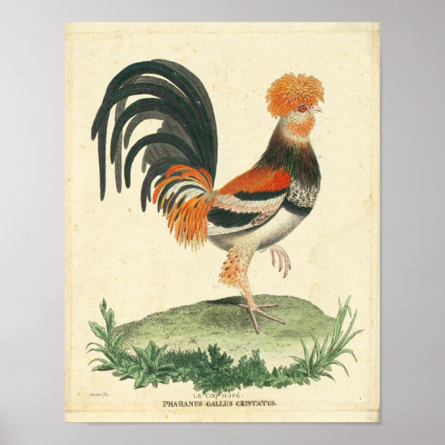 Vintage French Rooster Print (Front)