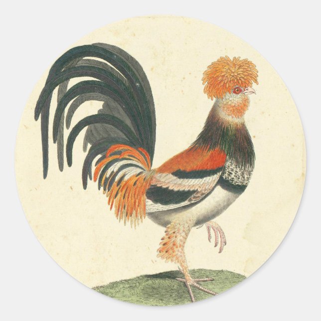 Vintage French Rooster Print Classic Round Sticker (Front)