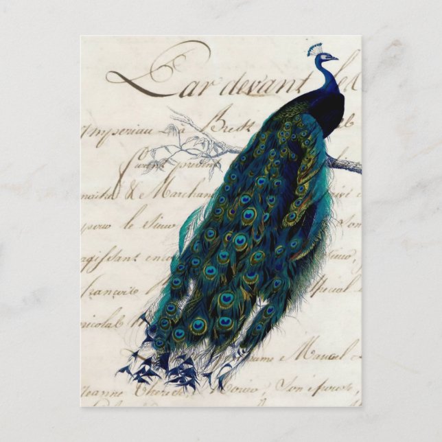 Vintage French Script Peacock Postcard (Front)