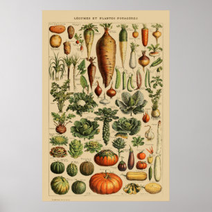 Vintage French Vegetable Poster Botanical Print