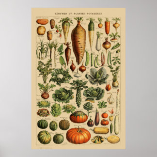 Vintage French Vegetable Poster Botanical Print