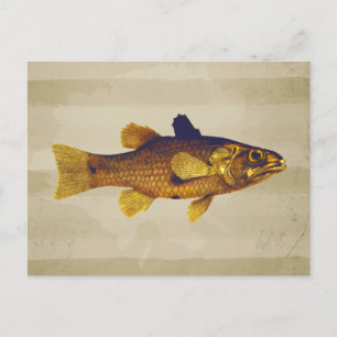 Vintage Freshwater Fish Ilustration Postcard