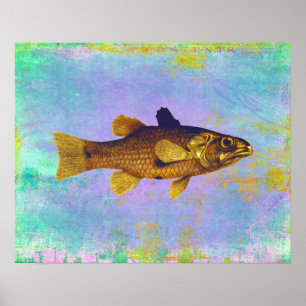 Vintage Freshwater Fish Ilustration Poster