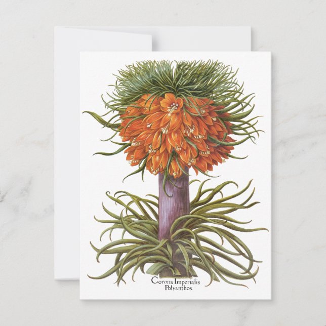 Vintage Fritillaria Flowers by Basilius Besler (Front)