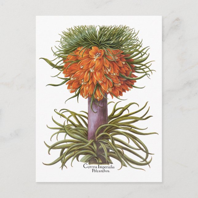 Vintage Fritillaria Flowers by Basilius Besler Postcard (Front)