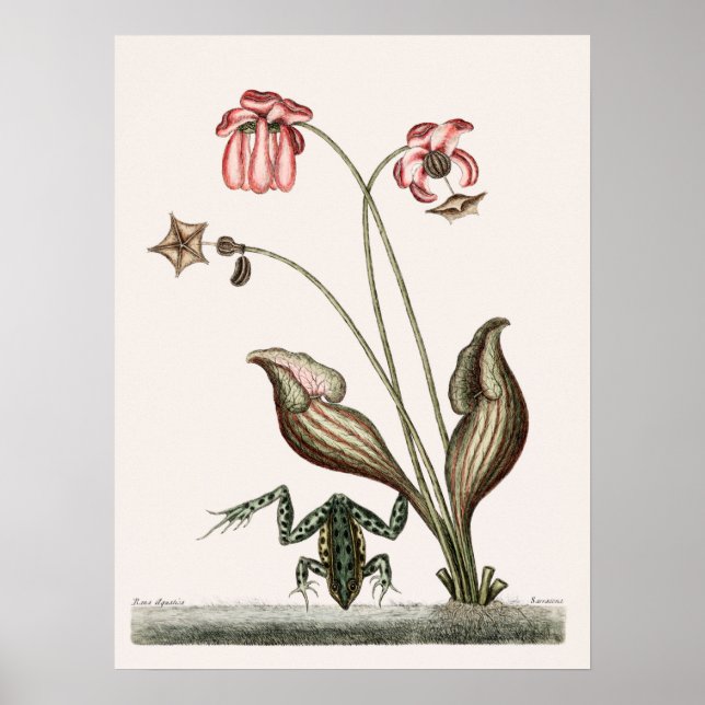 Vintage Frog Illustration Poster (Front)