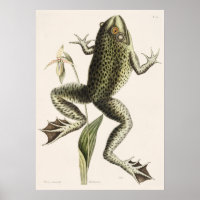 Vintage Frog Illustration