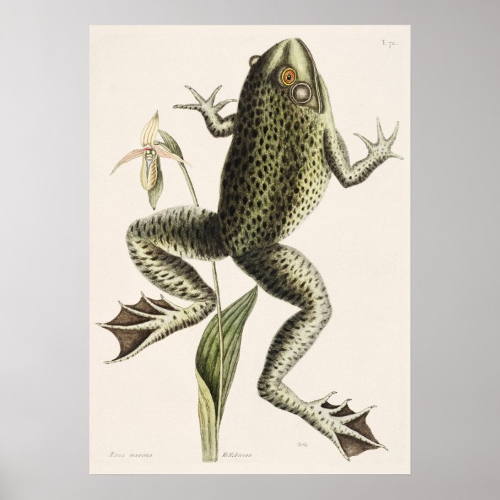 Vintage Frog Illustration Poster | Zazzle.co.uk