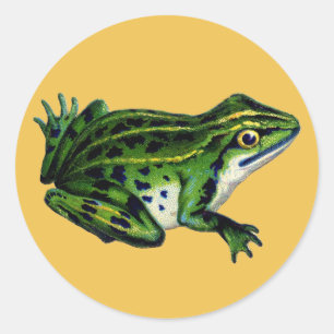 Vintage Frog Illustration Stickers