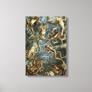 Vintage Frogs and Toads Batrachia by Ernst Haeckel Canvas Print