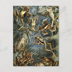 Vintage Frogs and Toads Batrachia by Ernst Haeckel Postcard