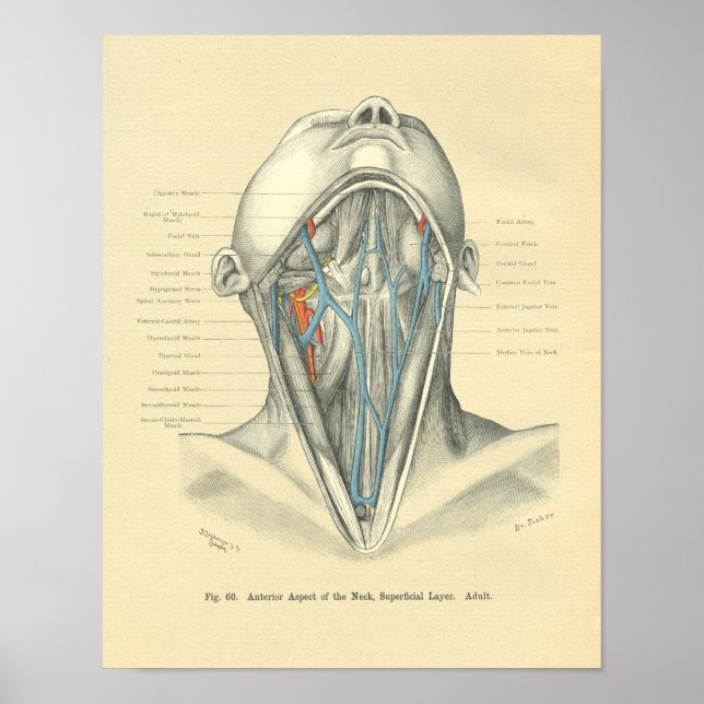 Vintage Frohse Anatomical Anterior Neck Poster (Front)