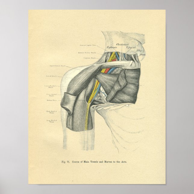 Vintage Frohse Anatomical Anterior Shoulder Poster (Front)
