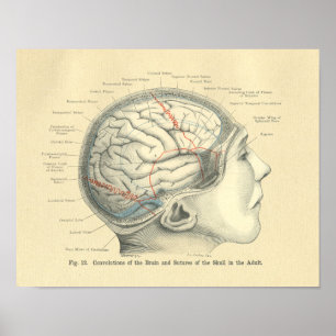 Vintage Frohse Anatomical Brain and Skull Poster