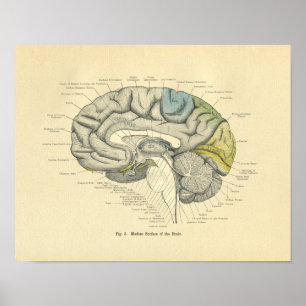 Vintage Frohse Anatomical Brain Median Surface Poster