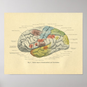 Vintage Frohse Anatomical Brain Sensory Areas Poster
