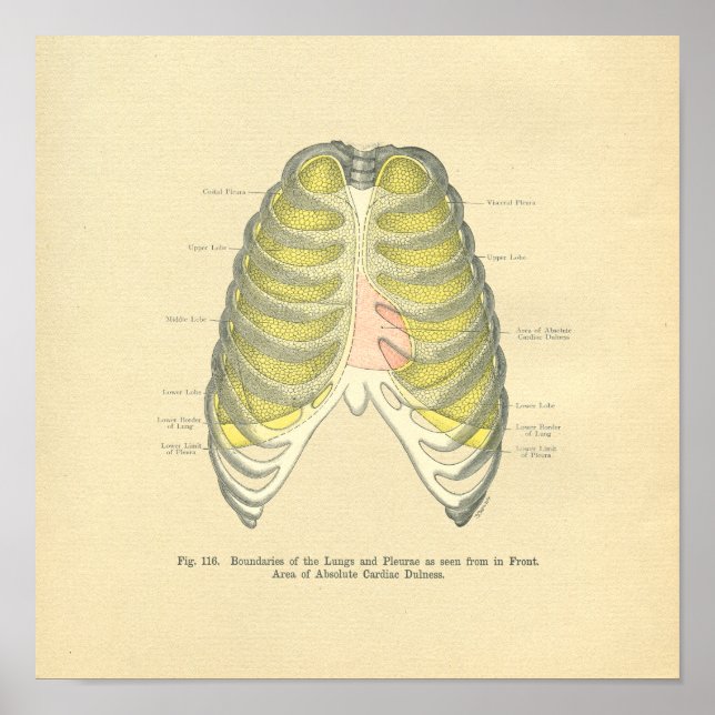 Vintage Frohse Anatomical Image Lungs Ribcage Poster (Front)