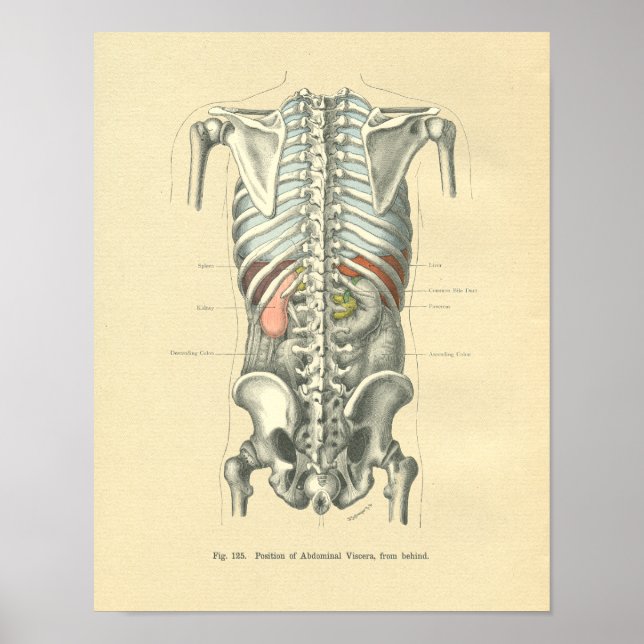 Vintage Frohse Anatomical Image Torso Spine Poster (Front)