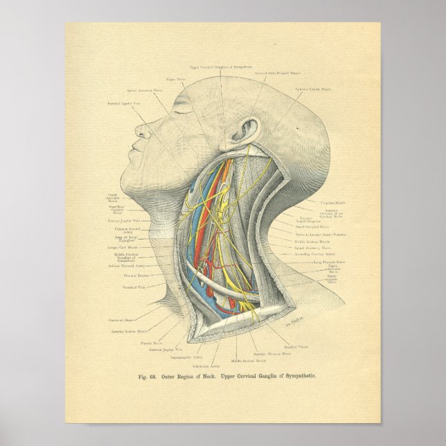 Vintage Frohse Anatomical Lateral Neck Poster (Front)