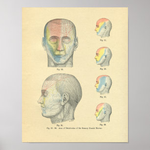 Vintage Frohse Anatomical Sensory Cranial Nerves Poster