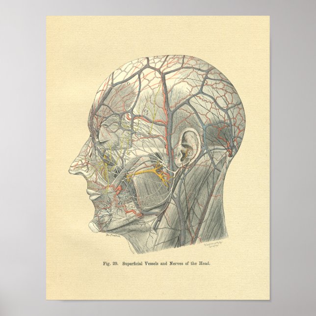 Vintage Frohse Anatomical Vessels of the Head Poster (Front)