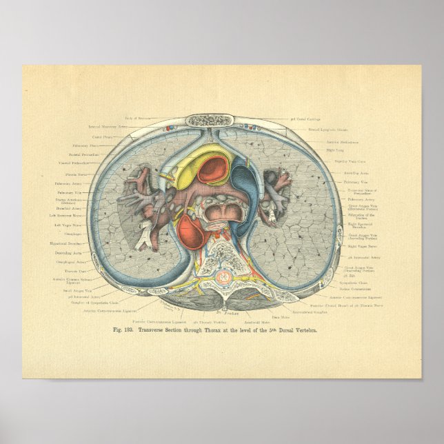 Vintage Frohse Anatomy Cross Section Poster (Front)