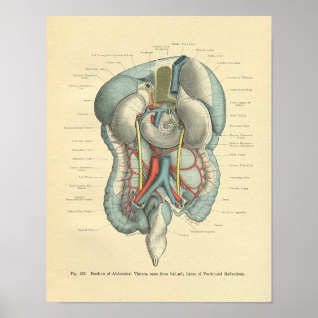 Vintage Frohse Anatomy Intestines Organs Poster (Front)