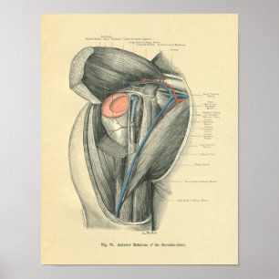 Vintage Frohse Anatomy of Arm & Shoulder Poster