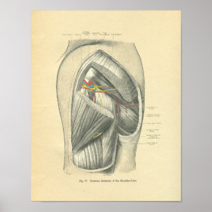 Vintage Frohse Anatomy of Arm & Shoulder Poster
