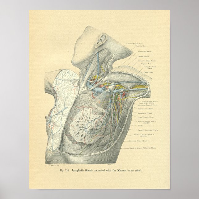 Vintage Frohse Anatomy of Female Torso Poster (Front)