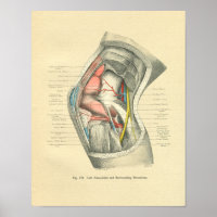 Vintage Frohse Anatomy of Knee Joint