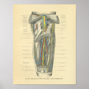 Vintage Frohse Anatomy of Knee & Leg Poster
