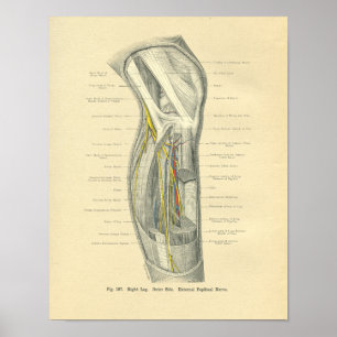Vintage Frohse Anatomy of Knee & Leg Poster
