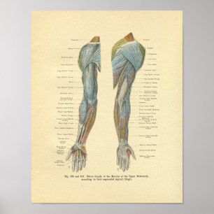 Vintage Frohse Arm Nerve Innervation Print