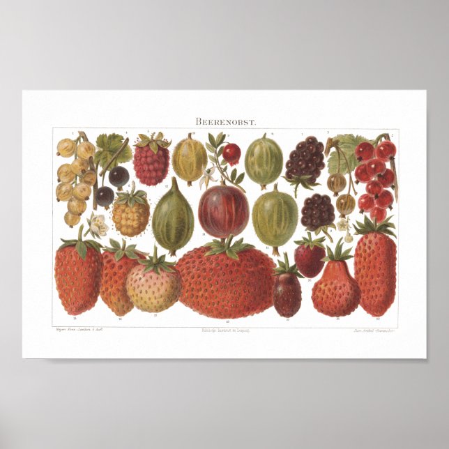 Vintage Fruit Berries Antique Aesthetic  Poster (Front)