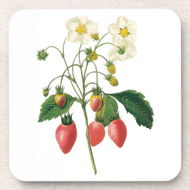 Vintage Fruit Berries Food Strawberries by Redoute Coaster (Front)