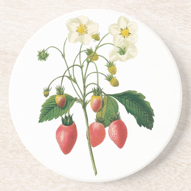 Vintage Fruit Berries Food Strawberries by Redoute Coaster (Front)
