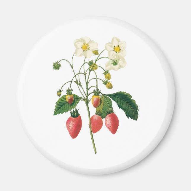Vintage Fruit Berries Food Strawberries by Redoute Magnet (Front)